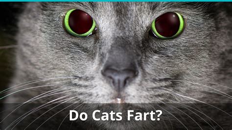 do kittens fart more than cats|my kitten has stinky farts.